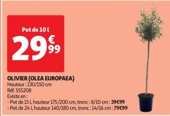 Olivier (Olea Europaea) offre à 29,99€ sur Auchan Hypermarché