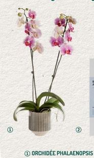 Orchidée Phalaenopsis offre à 24,99€ sur Botanic
