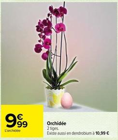 Orchidées offre sur Carrefour