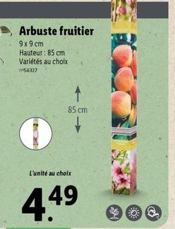 Arbuste Fruitier