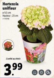 Hortensia Unifleur