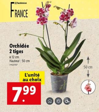 Orchidée 2 Tiges