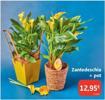 Zantedeschia + Pot offre à 12,95€ sur Colruyt