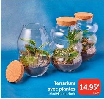Terrarium Avec Plantes offre à 14,95€ sur Colruyt