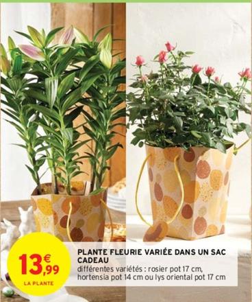 Cadeau - Plante Fleuire Variee Dans Un  offre à 13,99€ sur Intermarché