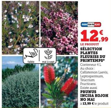 Sélection Plantes Fleuries Du Printemps offre à 12,99€ sur Hyper U