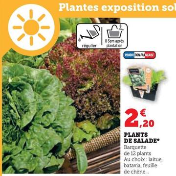 Plants De Salade  offre à 2,2€ sur Super U