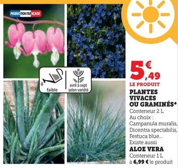 Plantes Vivaces Ou Gramines  offre à 5,49€ sur Super U