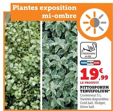 Pittosporum Tenuifolium  offre à 19,99€ sur Super U