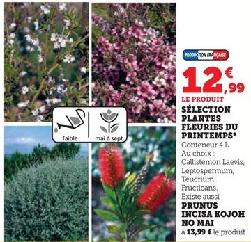 Selection Plantes Fleuries Du Printemps  offre à 12,99€ sur Super U