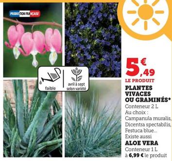 Plantes Vivaces Ou Graminés offre à 549€ sur Super U