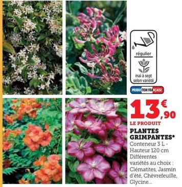 Plantes Grimpantes offre à 13,9€ sur Super U