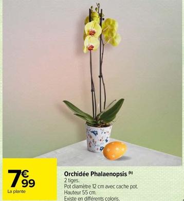 Orchidées offre sur Carrefour Market
