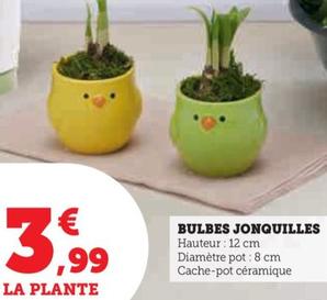 Bulbes Jonquilles