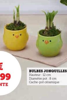 Bulbes Jonquilles 