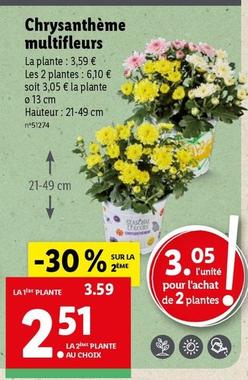 Chrysanthème Multifleurs offre à 3,59€ sur Lidl