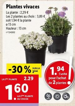 Plantes Vivaces offre à 2,29€ sur Lidl