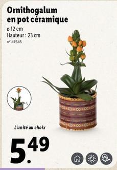 Ornithogalum En Pot Céramique offre à 5,49€ sur Lidl