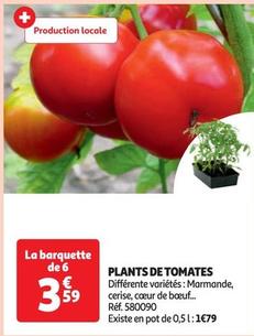 plants de tomates