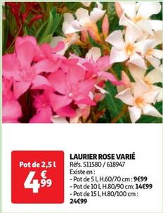 laurier rose varié