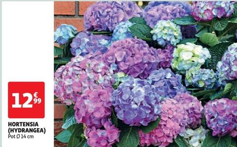 hortensia (hydrangea)