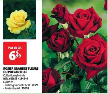 rosier grandes fleurs ou polyanthas