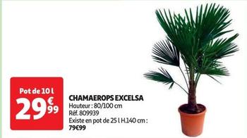 plants&fleurs - chamaerops excelsa 