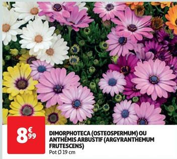 dimorphoteca (osteospermum) ou anthémis arbustif (argyranthemum frutescens)