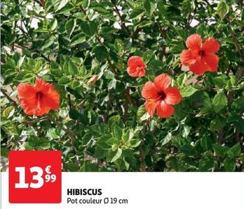 hibiscus