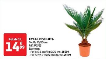 Plants&Fleurs - Cycas Revoluta