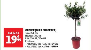 Plants&Fleurs - Oliver 