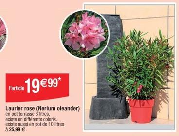 Laurier Rose (Nerium Oleander) offre à 19,99€ sur Cora