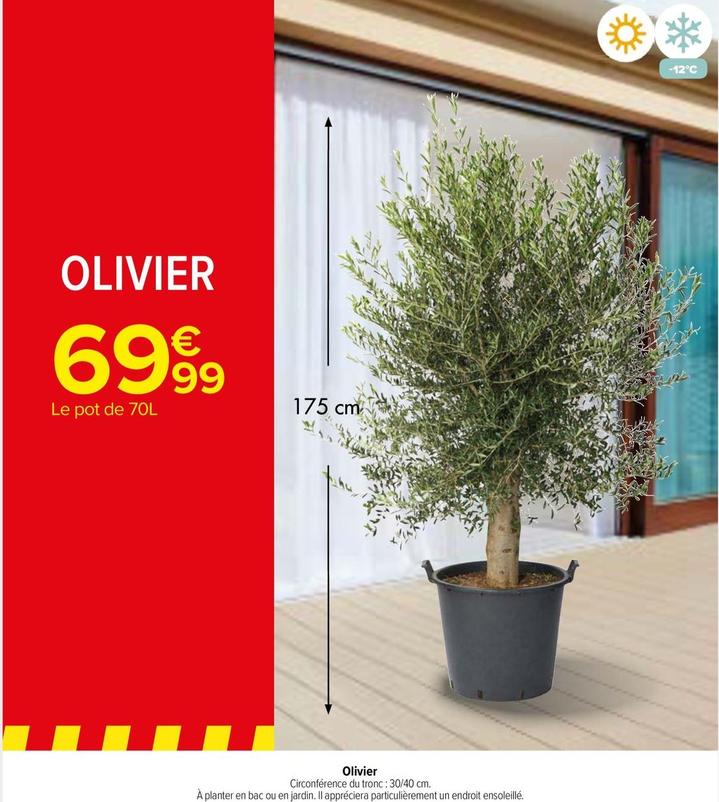 Olivier offre à 69,99€ sur Carrefour Market