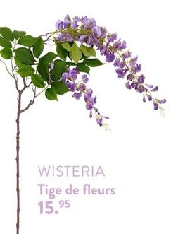 Wisteria - Tige De Fleurs offre à 15,95€ sur Casa