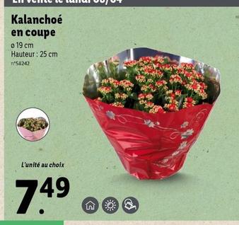 Kalanchoé En Coupe