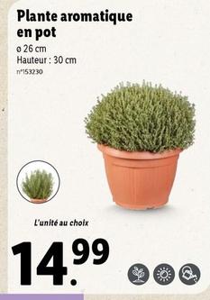 Plante Aromatique En Pot