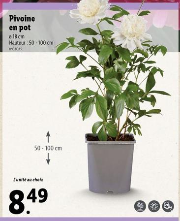 pivoine en pot