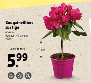 Bougainvilliers Sur Tige