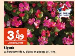 Plantes à fleurs offre à 3,49€ sur Point Vert