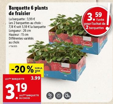 Barquette 6 Plants De Fraisier