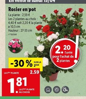 Rosier En Pot