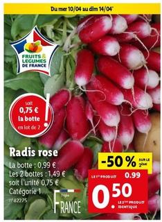 Radis Rose