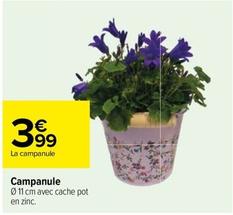Campanule offre à 3,99€ sur Carrefour