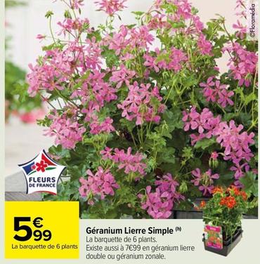 Géranium Lierre Simple offre à 5,99€ sur Carrefour Market
