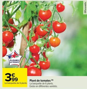 Plant De Tomates  offre à 3,99€ sur Carrefour Market