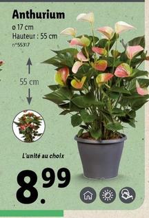 Anthurium