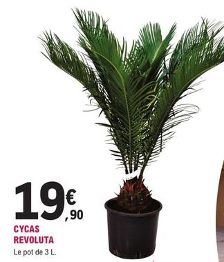 Plantes offre à 19,9€ sur E.Leclerc Jardi