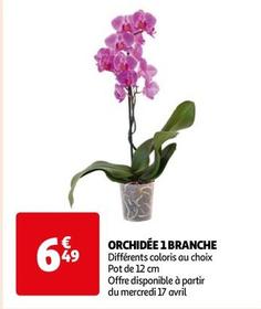 Orchidée 1 Branche offre à 6,49€ sur Auchan Hypermarché