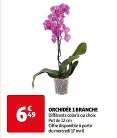 Orchidée 1 Branche offre à 6,49€ sur Auchan Hypermarché