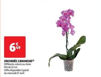 Orchidée 1 Branche offre à 6,49€ sur Auchan Supermarché